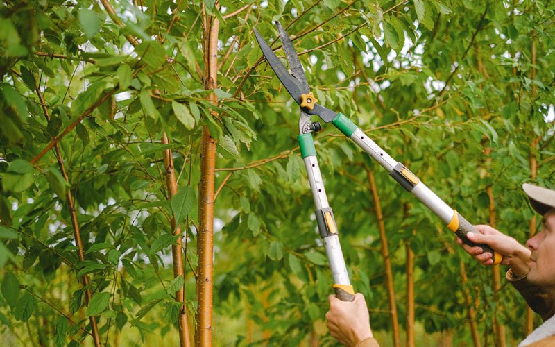 Tree trimming in Townsville, NC