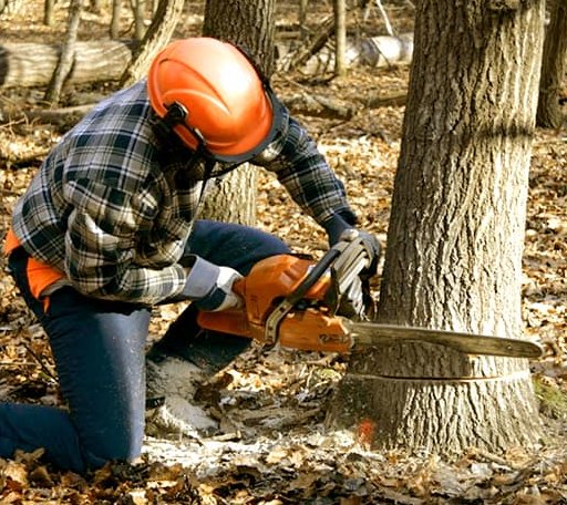 Tree Removal in Townsville, NC